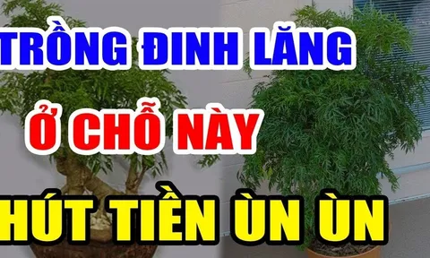 Cây Đinh Lăng trấn giữ của cải đừng trồng linh tinh: Trồng ở vị trí này giàu có 3 đời không biết quá phí