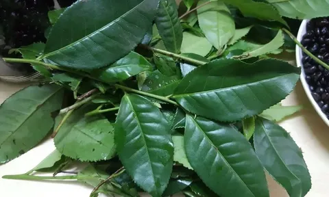 Đun nắm lá này, uống mát gan - thải độc dễ dàng