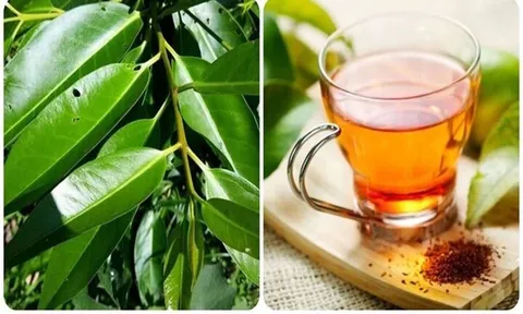 Nước vối cực tốt nhưng lại 'đại kỵ' 1 thứ, uống vào chỉ càng thêm bệnh