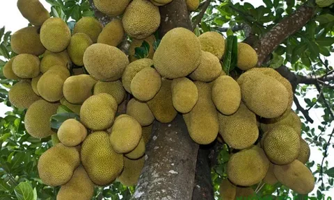 3 loại cây trồng trong nhà nên giữ lại, cây càng lâu năm càng mang lại nhiều tài lộc