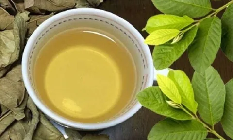 5 người này uống nước lá ổi là Thần Dược: Vừa trẻ, vừa khỏe, lợi đủ đường