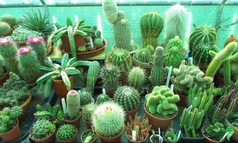 Có 4 vị trí không nên đặt cây xương rồng, bất ngờ là đa phần mọi người phạm phải
