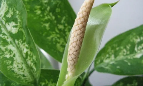 Cây Vạn Niên Thanh hiếm khi ra hoa, khi ra hoa có tốt không? Cây hợp Mệnh gì? Tuổi gì?