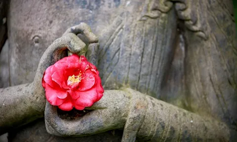 Để sống một cuộc đời an vui, hãy từ bỏ 5 điều sân hận này