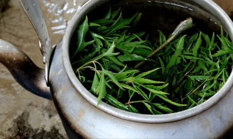 Uống nước lá đinh lăng cực hại với 2 người này, hãy tránh xa!