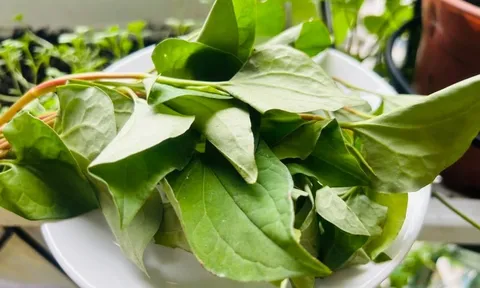 Ăn rau diếp cá theo cách này giải độc, giải nhiệt rẻ lại an toàn