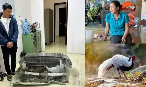 Không biết nuôi gà lôi trắng là phạm luật: Mức phạt cho bị cáo là gì?