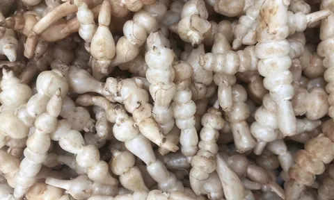 Loại củ trắng giống con sâu này, không những nhiều chất dinh dưỡng, mà làm món ăn cũng rất ngon ngọt và độc đáo