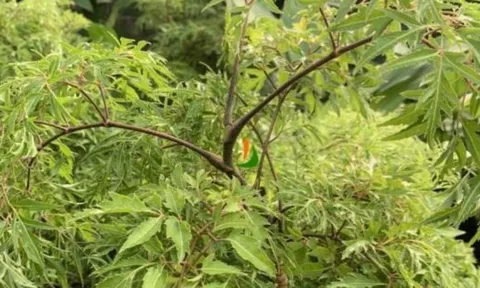 Trồng cây đinh lăng trước nhà: Lời dặn của Tổ tiên và những điều kiêng kỵ cần biết để tránh xui xẻo