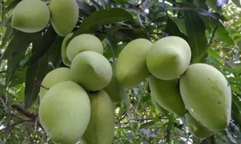 4 loại cây trồng trước nhà hút vượng khí, tụ tài lộc, gia chủ giàu nhanh như gió