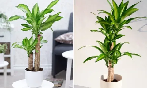 Người giàu thích đặt 5 loài cây này trước cửa, để phú quý, tài lộc và may mắn không ngừng chảy vào nhà