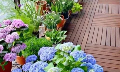 Xuất hiện 6 dấu hiệu phong thủy này, chứng tỏ nhà chung cư của bạn sắp hút vận may, gia chủ phát tài!