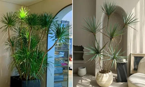 4 loại cây Trấn Trạch, hút tài lộc, người giàu rất thích để trong nhà