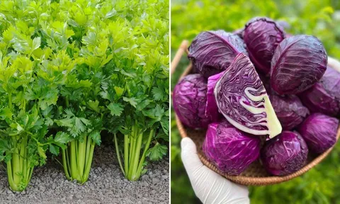 6 loại rau củ tính kiềm, ăn thường xuyên để dưỡng gan, thận, thải độc cho cơ thể