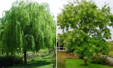 Âm thịnh dương suy: Trong nhà trồng 4 cây này, vận may - tài lộc tụt dốc không phanh
