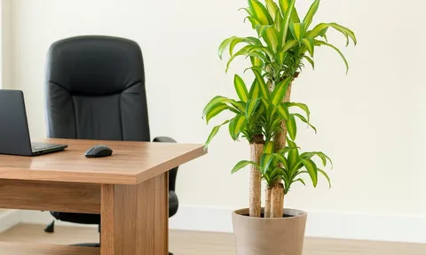 Cây phong thủy cho phòng lãnh đạo mệnh Mộc: Gieo mầm vượng khí, đón đầu may mắn