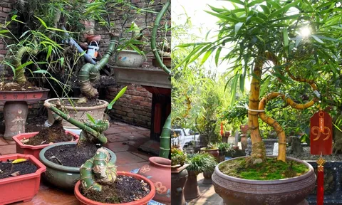 Từ luỹ tre đầu làng thành chậu cây bonsai: Giữ hồn quê, mang lại may mắn và tài lộc