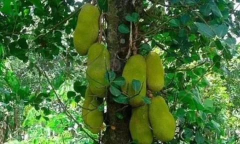 4 loại cây trồng trước nhà hút tài lộc, giữ vượng khí, giúp gia chủ giàu sang phất lên như diều gặp gió