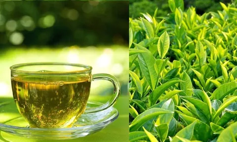 Đừng tưởng uống trà xanh là thần dược: 8 nhóm người này tuyệt đối đừng đụng vào