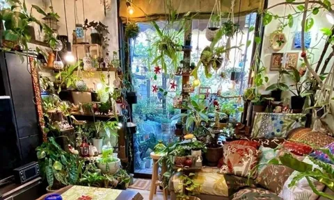 Người phụ nữ "nghiện cây xanh", trồng 500 cây trong nhà, muốn biến ngôi nhà của mình thành không gian kỳ cục