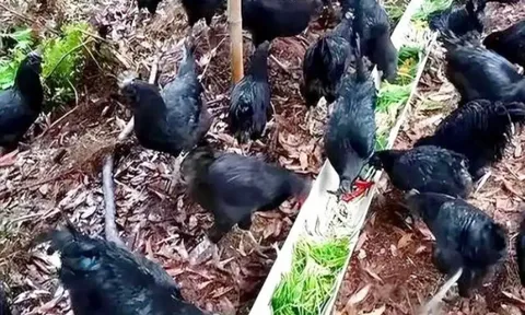 Trắng tay vì ly hôn, trở thành triệu phú nhờ nuôi Gà đen