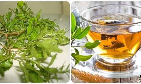 Uống nước lá đinh lăng cực tốt với 3 người này, đừng bỏ phí!