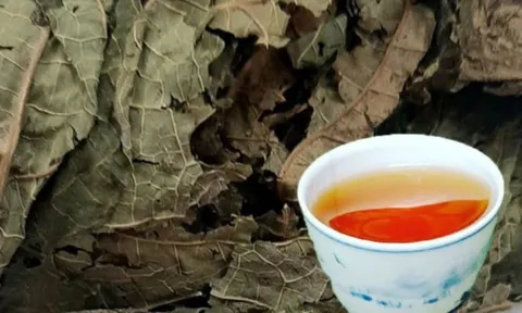 Uống nước lá đu đủ cực hại với 5 người này, hãy tránh xa!