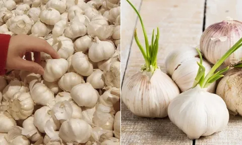 Vì sao tỏi trong siêu thị không bị mọc mầm, vừa mua về nhà mầm đã lên ầm ầm?