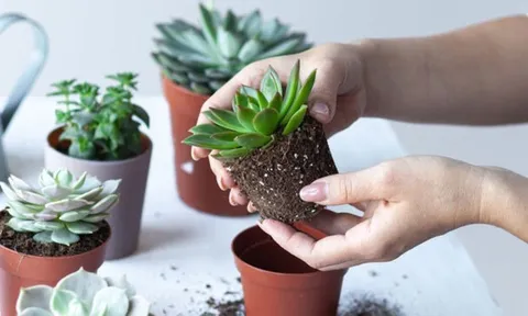 5 loại cây cảnh phong thủy để bàn được là "trợ thủ đắc lực" cho dân văn phòng, thư giãn, hút tài lộc