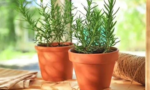 Trồng 3 loại cây cảnh này trong nhà, giúp không gian nhà bạn lúc nào cũng thơm mát, sảng khoái