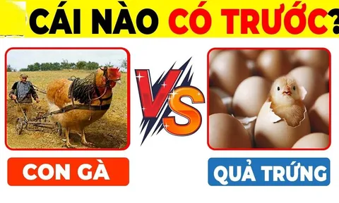 Quả trứng có trước hay con gà có trước: Đã tìm ra đáp án chính xác