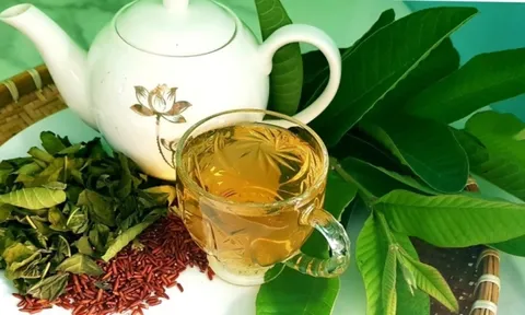 5 người tuyệt đối không uống nước lá ổi, càng uống càng sinh bệnh