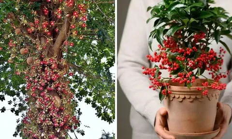 Cổ nhân dặn: “Nhà có 2 cây cảnh này, không giàu sang cũng được ban phước lành", nhà ai cũng nên có
