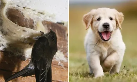 Điềm báo lộc bất tận hưởng: 5 con vật này vào nhà là tiền vào như nước