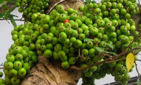 Loại quả giá vài nghìn được ví như 'tiên dược' là 'nhân sâm của người nghèo': 4 lý do nên ăn mỗi ngày