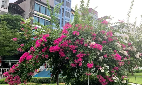 5 lý do ngày càng nhiều người đưa cây hoa giấy và "danh sách đen"