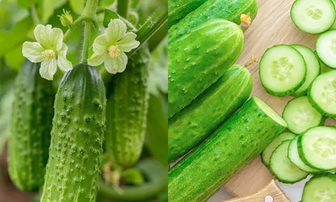 Dưa chuột bị đắng có độc không, có ăn được hay nên bỏ đi?