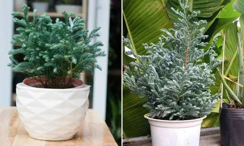 Phòng khách đặt 5 loại cây cảnh này, gia chủ Đắc Tài Đắc Lộc, tiền vào như nước