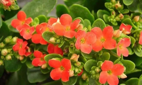Trong nhà trồng 4 loại cây cảnh này, gia đình sẽ giàu có, nhiều phúc lộc và may mắn