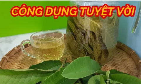 Cách nấu nước lá ổi: Vừa ngon lại bổ cho cả nam và nữ