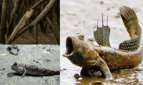 Loài cá kỳ lạ không chỉ bơi dưới nước mà còn biết Đi Bộ, Leo Cây, là đặc sản ở nhiều vùng Việt Nam
