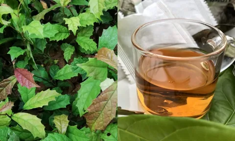 Uống nước lá xạ đen, cơ thể nhận được 3 lợi ích tuyệt vời này
