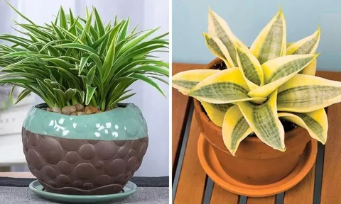 Ông bà xưa dặn: 4 loại cây cảnh “mạ vàng” nên trồng trong nhà trấn khí, tụ lộc đầy ắp", là cây gì?