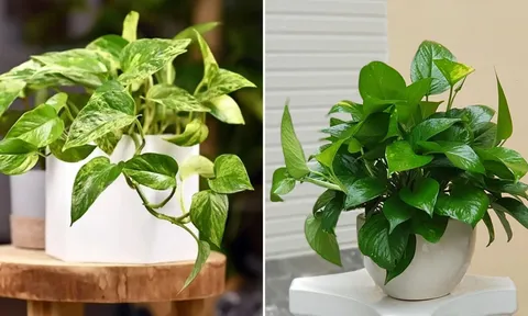 Tại sao trồng cây trầu bà trong nhà không tốt cho gia đình?