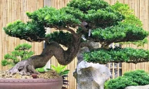 Loại cây từng bị người nghèo chê bai, nay được giới nhà giàu săn lùng vì trồng càng lâu càng sinh lộc