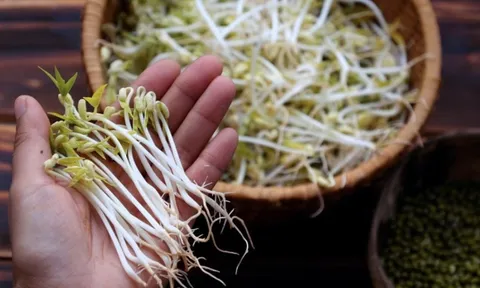 Mẹo chọn giá đỗ sạch, không lo ủ thuốc kích mầm
