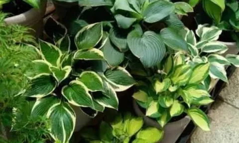 5 loài hoa đại kỵ trong nhà dương – chuyên gia khuyên nên bỏ ngay kẻo rước xui xẻo