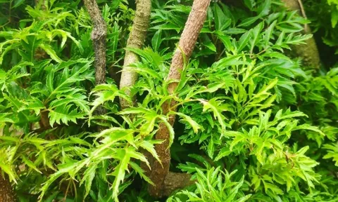 Nghe lời dặn của ông bà: Trồng cây đinh lăng trước nhà, vừa giữ lộc trong nhà, vừa bảo vệ gia chủ