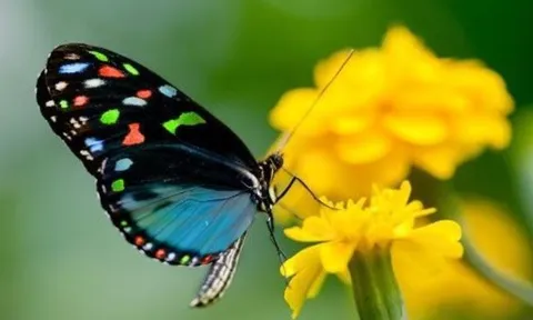 Tháng 7 âm lịch: Thấy 4 con vật này vào nhà là Tổ Tiên linh ứng, gia chủ có lộc lớn giàu to