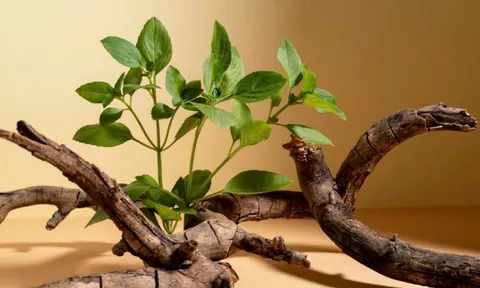 5 dấu hiệu cho biết, ngôi nhà của bạn đang vượng khí, hút tài lộc, bình an